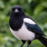 Magpie