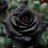 BlackRose97